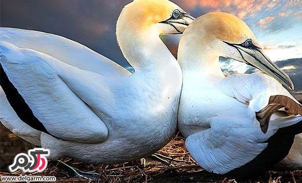 لحظات زیبا و عاشقانه حیوانات – سری اول