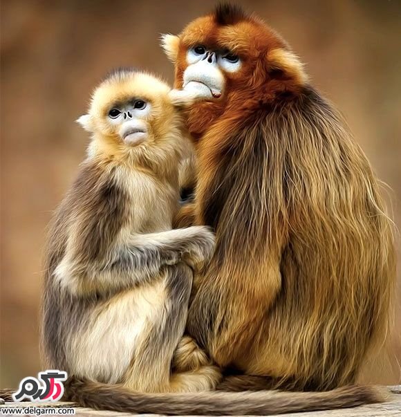 لحظات زیبا و عاشقانه حیوانات – سری اول