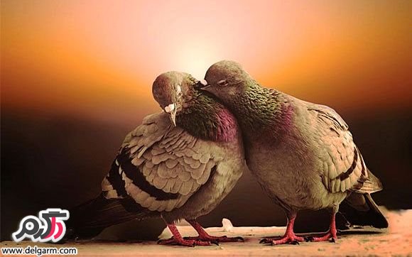لحظات زیبا و عاشقانه حیوانات – سری اول