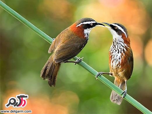 لحظات زیبا و عاشقانه حیوانات – سری اول