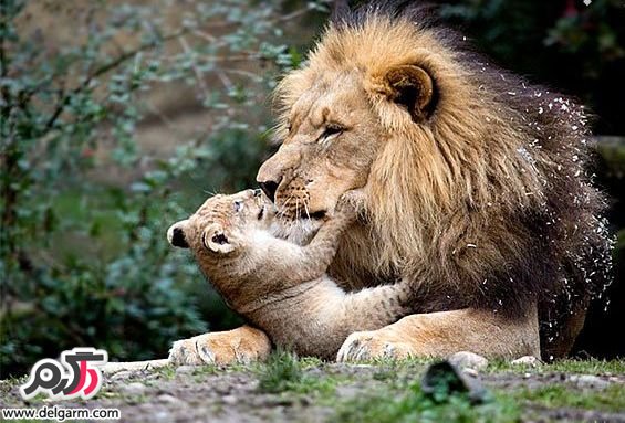 لحظات عاشقانه و دیدنی حیوانات سري اول (2 نکته مهم)