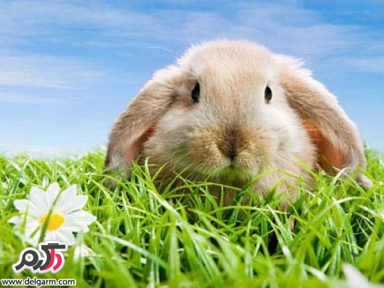 خرگوش‌های کوچک و بانمک