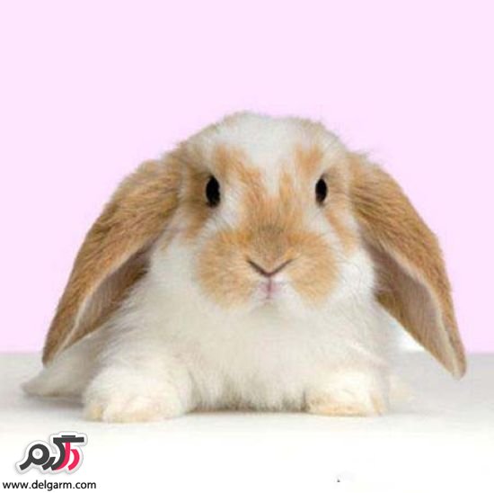 خرگوش‌های کوچک و بانمک