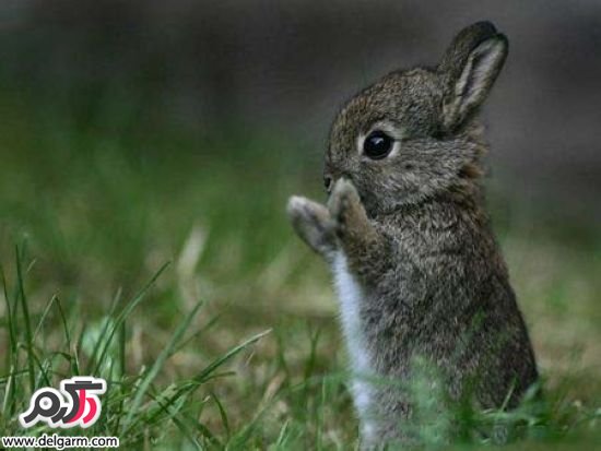 خرگوش‌های کوچک و بانمک