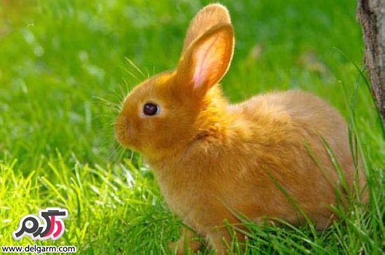 خرگوش‌های کوچک و بانمک