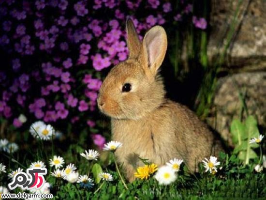 خرگوش های کوچولو و بامزه