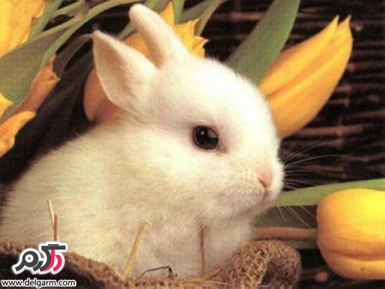 خرگوش های کوچولو و بامزه