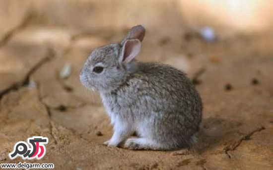 خرگوش های کوچولو و بامزه