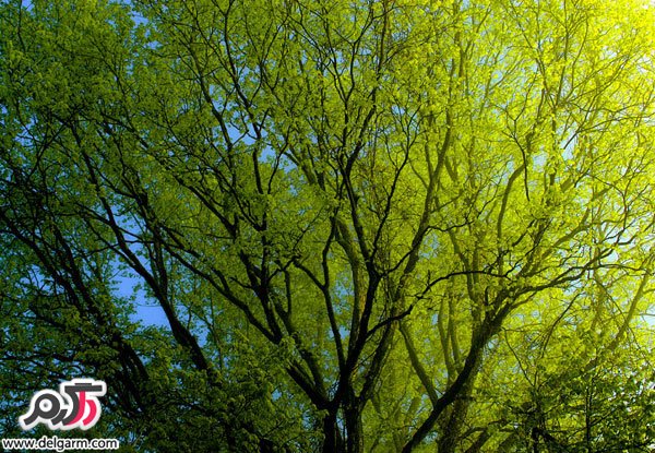 تصاویر زیبایی از طبیعت