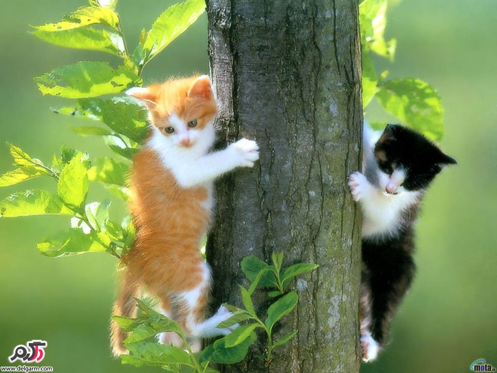 بچه گربه های ملوس و ناز و با نمک