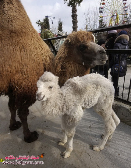 موجودات بدون رنگ