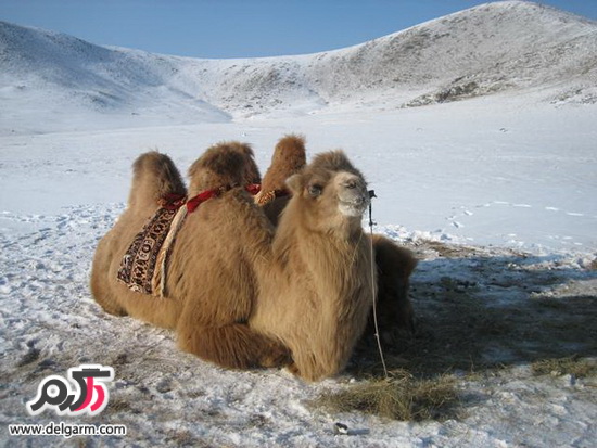 حیوانات در زمستان