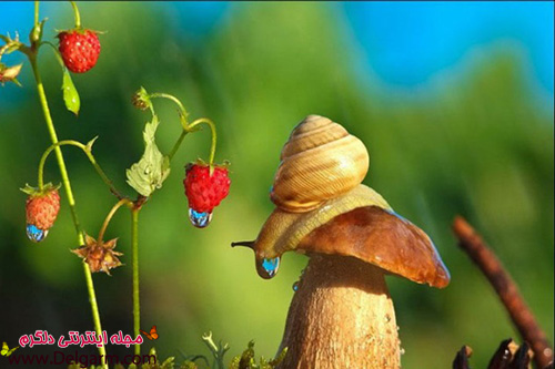 عکس‌هایی از حلزون‌های دوست‌داشتنی و زیبا