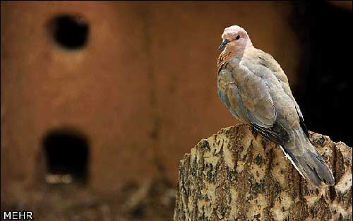 تصاویر زیبای باغ پرندگان اصفهان