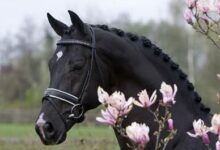 با هانوورین آشنا شوید-hanoverian (2 نکته مهم)