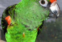 طوطی آفرقایی ژاردین- African Jardine parrot (2 نکته مهم)