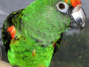 طوطی آفرقایی ژاردین- African Jardine parrot (2 نکته مهم)