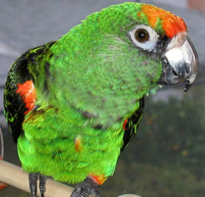 طوطی آفرقایی ژاردین- African Jardine parrot (2 نکته مهم) طوطی آفرقایی ژاردین- African Jardine parrot (2 نکته مهم)
