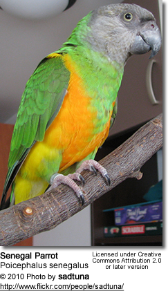 طوطی آفریقایی سنگال-African senegal parrot (2 نکته مهم)
