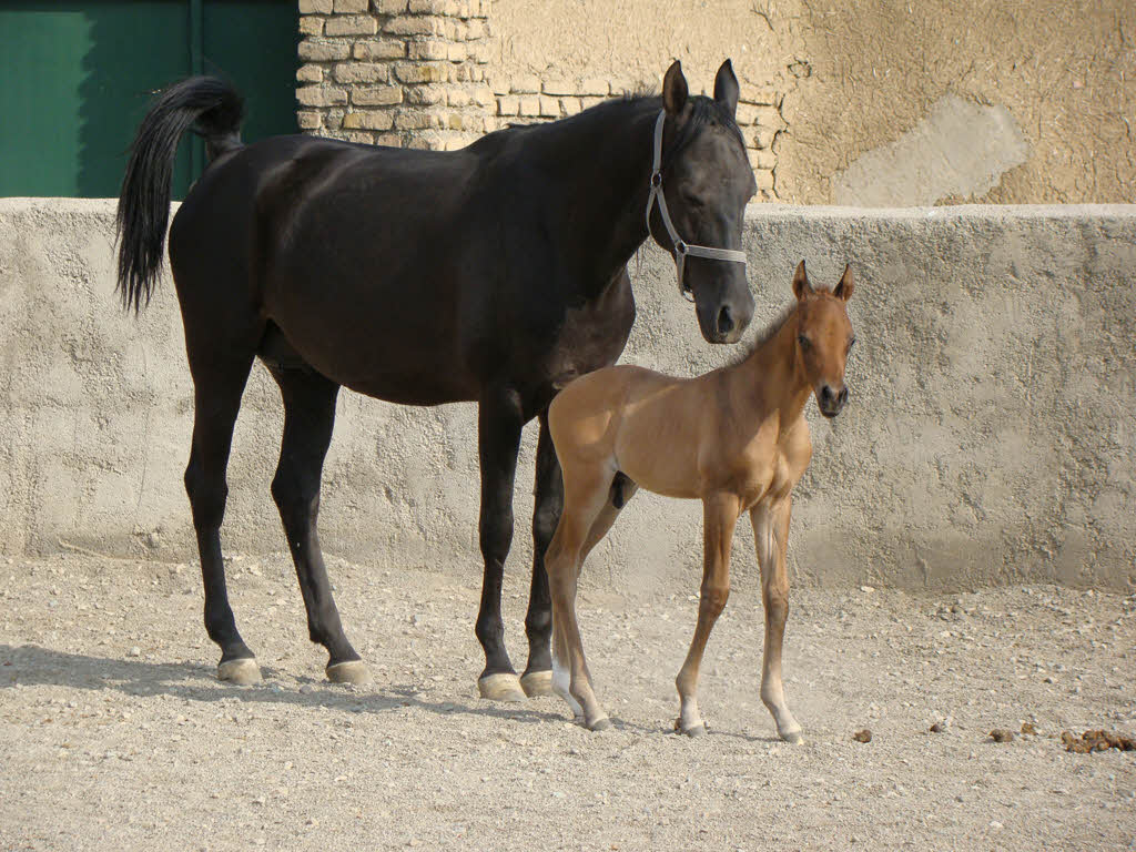 حیوان