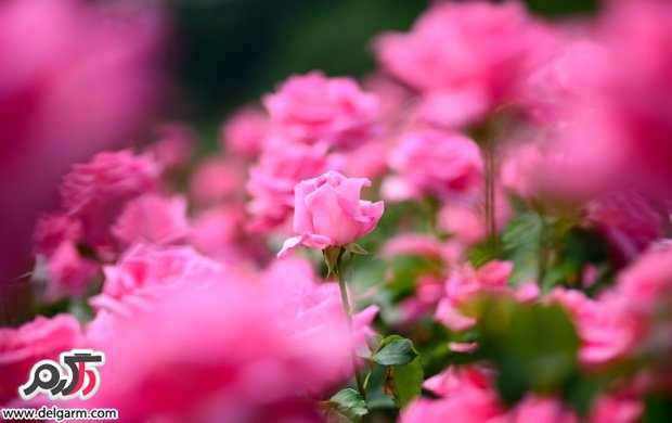 تصاویری زیبا از گل های زیبا سری 19 (2 نکته مهم) تصاویری زیبا از گل های زیبا سری 19 (2 نکته مهم)