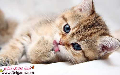 عکس گربه‌های ناز و زیبا