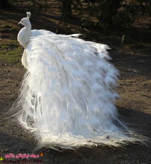 عکس طاووس سفید