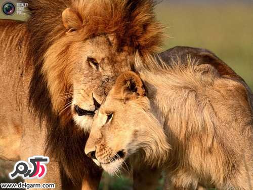 تصاویر زیبا از حیوانات در طبیعت