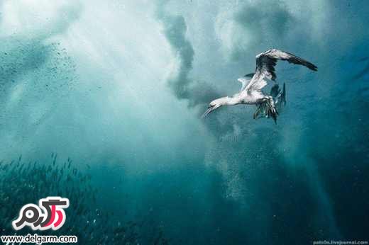 تصاویر زیبا از دنیای زیر آب
