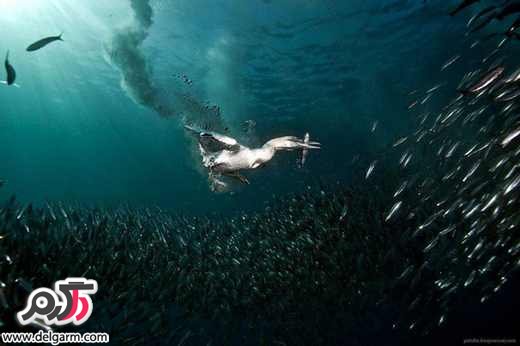 تصاویر زیبا از دنیای زیر آب