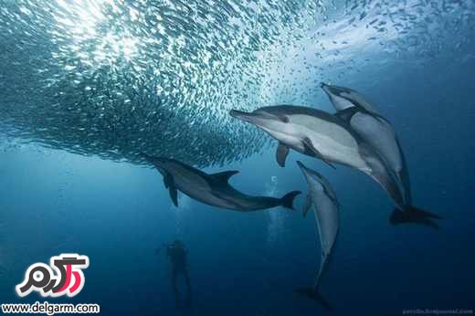 تصاویر زیبا از دنیای زیر آب