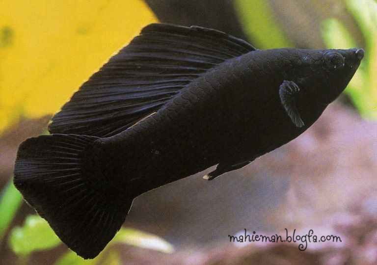 مولی باله بلند (Mexican Sailfin Molly)