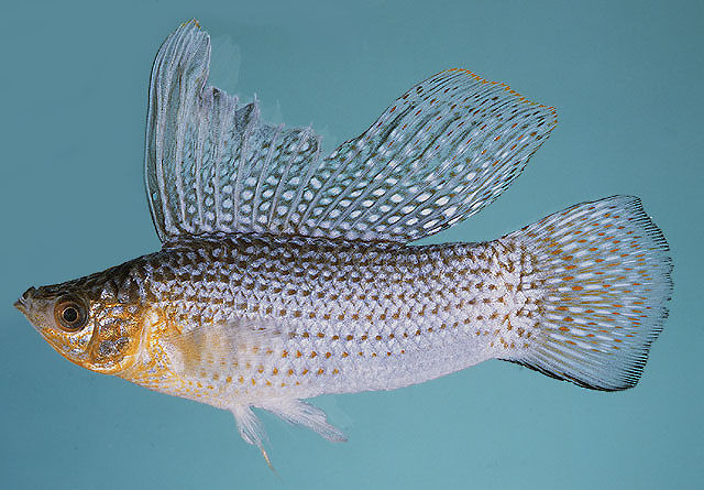مولی باله بلند (Mexican Sailfin Molly)