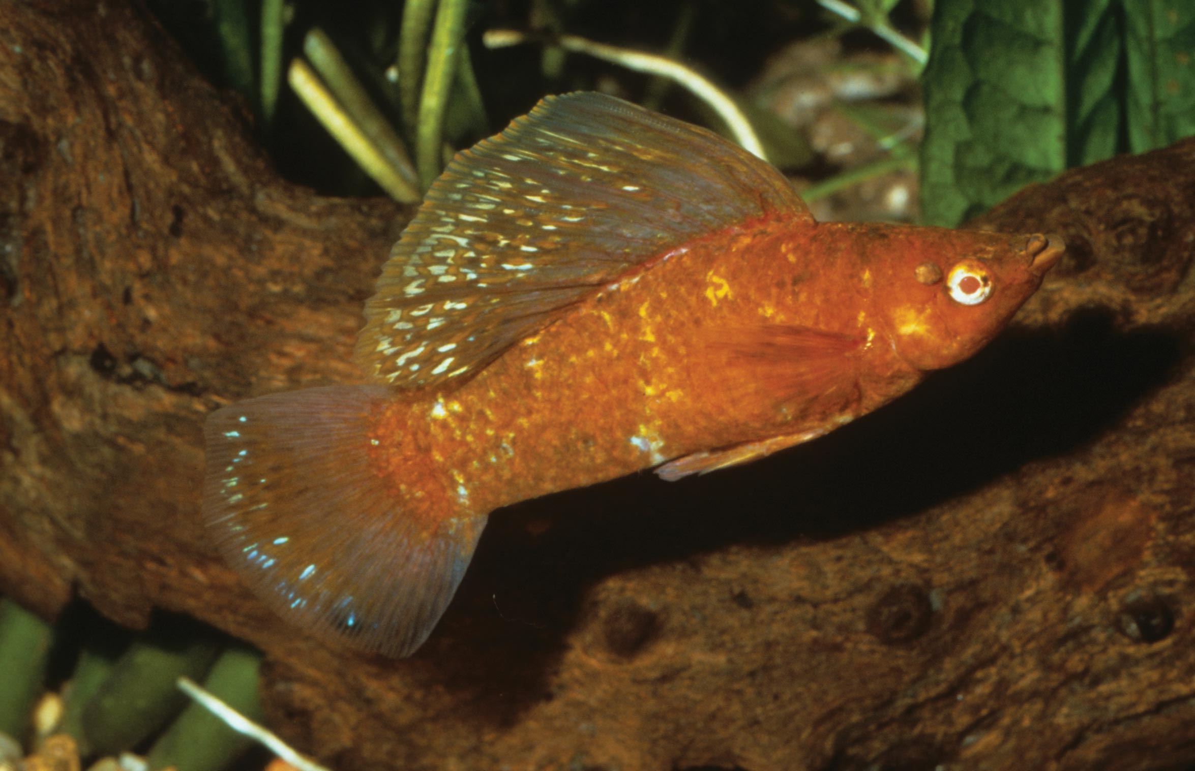 معرفی ماهی های آکوایومی و زینتی-مولی باله بلند (Mexican Sailfin Molly) (2 نکته مهم)