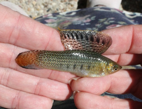 مولی باله بلند (Mexican Sailfin Molly)