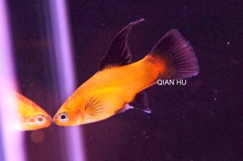 پلاتی باله بلند (Hi Fin Platy)