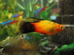 معرفی ماهی های آکوایومی و زینتی-پلاتی میکی موس (Mickey Mouse Platy) (2 نکته مهم)