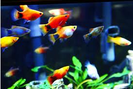 پلاتی میکی موس (Mickey Mouse Platy)
