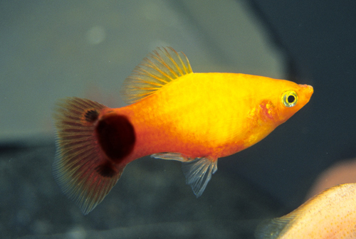 پلاتی میکی موس (Mickey Mouse Platy)