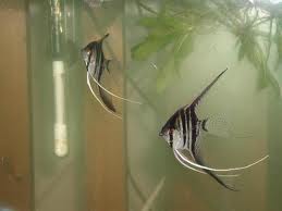آنجل راه راه نقره ای (Silver Zebra Angel)