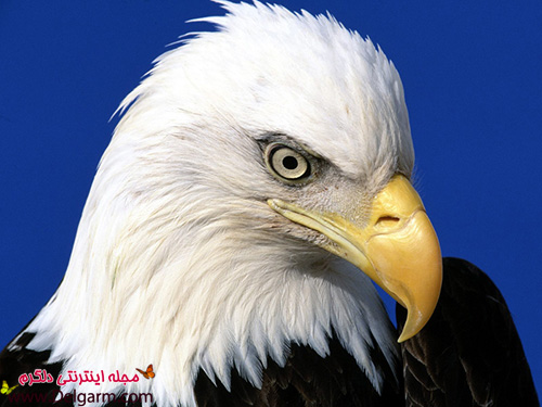 عکس هایی از عقاب شگفت انگیز (2 نکته مهم)