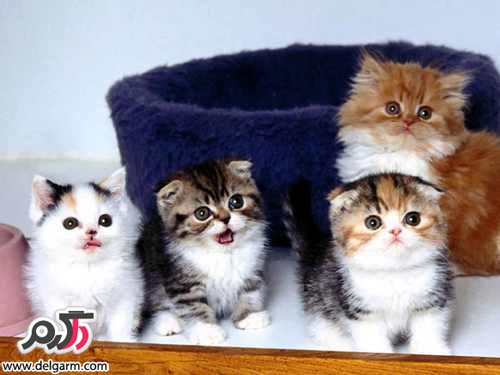 تصاویر جالب و دیدنی از گربه های ملوس (2 نکته مهم)