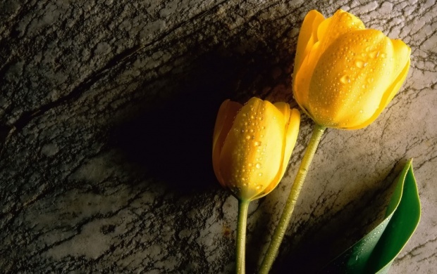 تصاویری زیبا از گل های زیبا سری دوازدهم
