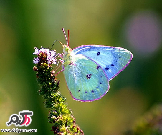 پروانه های زیبا و رنگی
