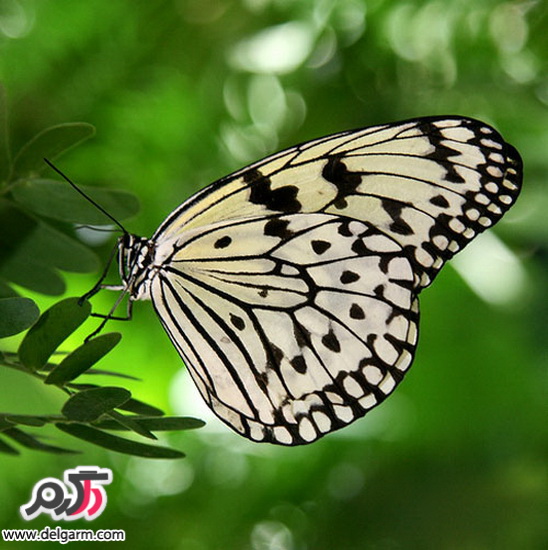 پروانه های زیبا و رنگی