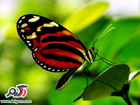 پروانه های زیبا و رنگی