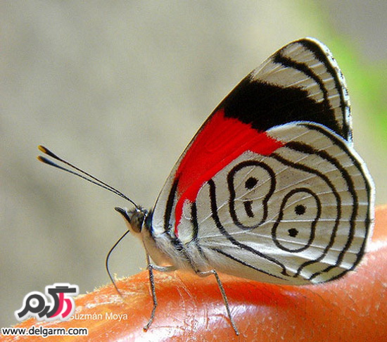 پروانه های زیبا و رنگارنگ