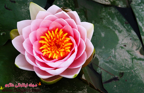 گل نیلوفر آبی بسیار زیبا و باورنکردنی (2 نکته مهم)