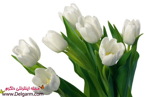 عکس گل لاله سفید