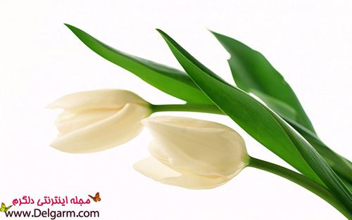 عکس گل لاله سفید